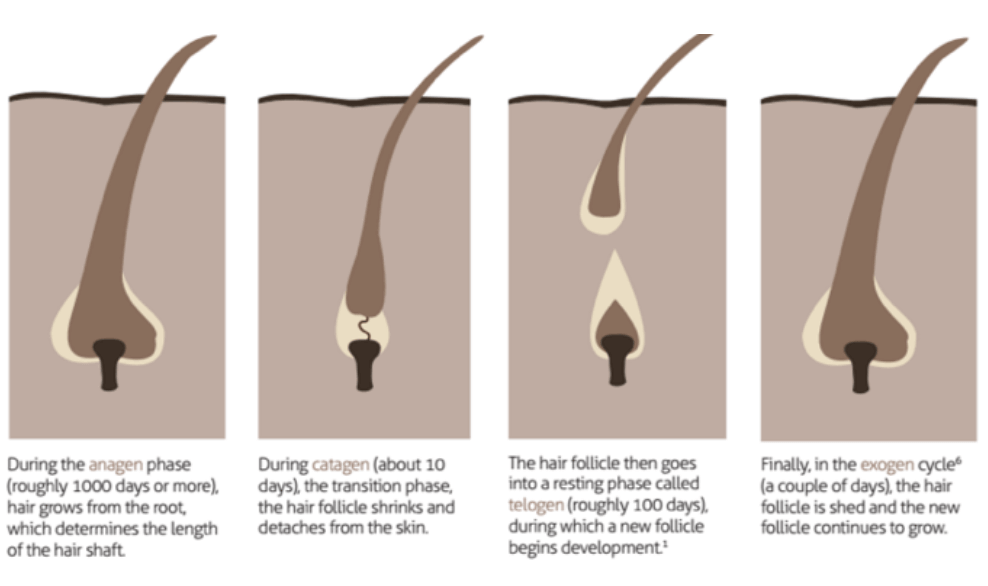 hair follicles