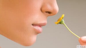 Nose smelling flower